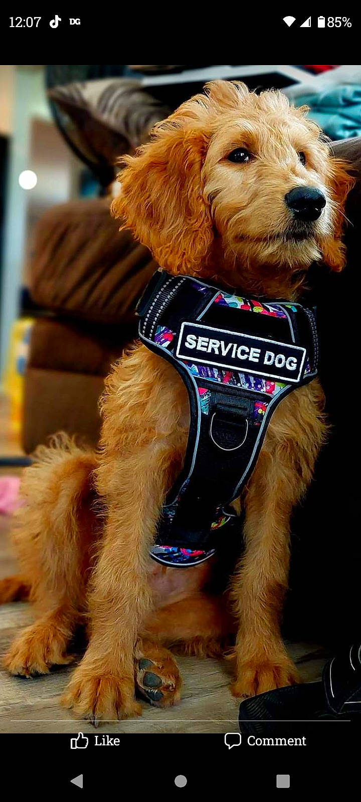 Chrysler joined the competition — help win amazing prizes! canidae, carnivore, collar, companion_dog, dog, dog_breed, dog_clothes, dog_collar, dog_supply, event, fashion_accessory, fawn, hat, leash, liver, personal_protective_equipment, pet_supply, snout, sporting_group, working_animal