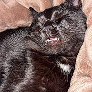 Hades participe au concours pour gagner de l'argent avec cette photo : cat, black_cat, pet, sleeping, teeth, feline, animal, cozy, blanket, soft_texture, resting, cute, whiskers, closeup, indoors, nap, fur, mouth, relaxation, comfort