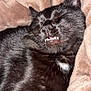 cat, black_cat, pet, sleeping, teeth, feline, animal, cozy, blanket, soft_texture, resting, cute, whiskers, closeup, indoors, nap, fur, mouth, relaxation, comfort