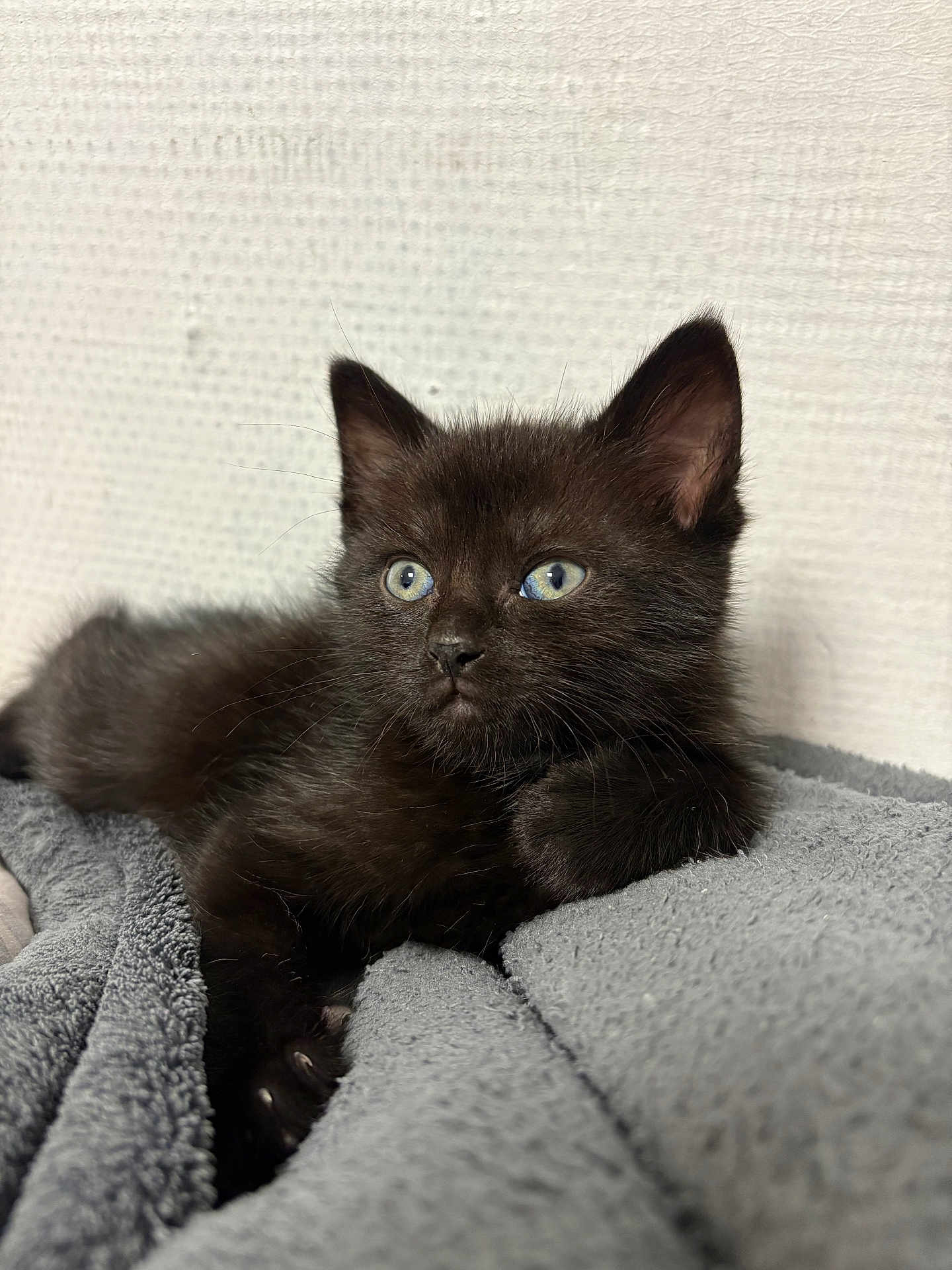 Hades participe au concours pour gagner de l'argent avec cette photo : black_kitten, cat, kitten, blue_eyes, feline, pet, animal, domestic_cat, fur, whiskers, ears, paw, blanket, soft_texture, indoor, portrait, cute, resting, young, curious