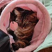 Gaby a rejoint le concours — aidez-le/la à gagner de superbes lots ! cat, tabby, pet, animal, feline, fur, whiskers, ears, eyes, paws, pink, soft, bed, tunnel, toy, indoor, cozy, cushion, relaxing, domestic
