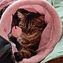 cat, tabby, pet, animal, feline, fur, whiskers, ears, eyes, paws, pink, soft, bed, tunnel, toy, indoor, cozy, cushion, relaxing, domestic