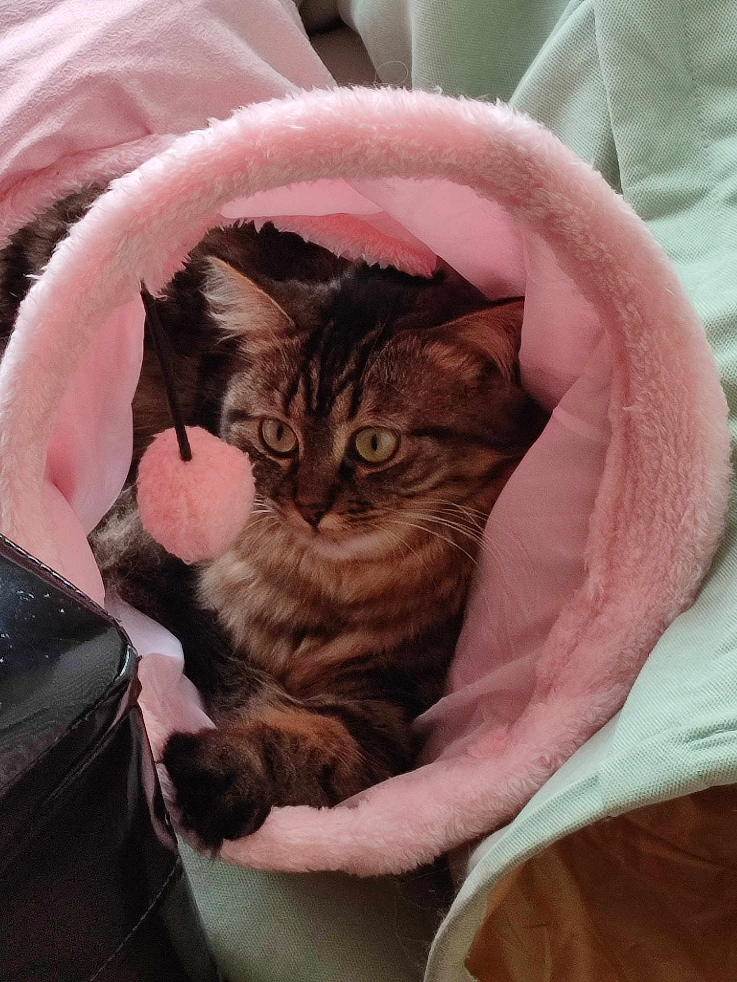 Gaby a rejoint le concours — aidez-le/la à gagner de superbes lots ! cat, tabby, pet, animal, feline, fur, whiskers, ears, eyes, paws, pink, soft, bed, tunnel, toy, indoor, cozy, cushion, relaxing, domestic