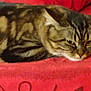 Gaby a rejoint le concours — aidez-le/la à gagner de superbes lots ! cat, tabby, animal, pet, feline, lying_down, red_background, sleepy, cozy, closeup, fur, whiskers, ears, relaxed, domestic_cat, striped, mammal, resting, indoor, cute