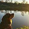 Sophie a rejoint le concours — aidez-le/la à gagner de superbes lots ! animal, backlit, brown_fur, dog, foliage, golden_hour, long_hair, looking_up, nature, outdoors, pond, portrait, profile, reflection, serene, shoreline, sunlight, trees, water, wildlife