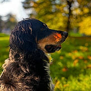 Sophie participe au concours pour gagner de l'argent avec cette photo : animal, autumn, black_and_tan, blurred_background, bokeh, canine, dog, floppy_ears, fur, garden, golden_hour, grass, long_hair, outdoors, photography, portrait, profile, snout, sunlight, trees