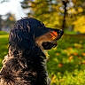 dog, canine, long_hair, black_and_tan, portrait, profile, outdoors, garden, autumn, golden_hour, sunlight, bokeh, blurred_background, grass, trees, animal, fur, floppy_ears, snout, photography