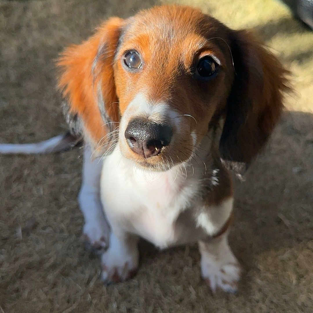 Ruby is registered to the contest to win money with this photo: accessories, animal, beagle, canine, cockerspaniel, dog, face, grass, head, hound, leash, papillon, person, pet, photography, plant, portrait, puppy, snout, strap