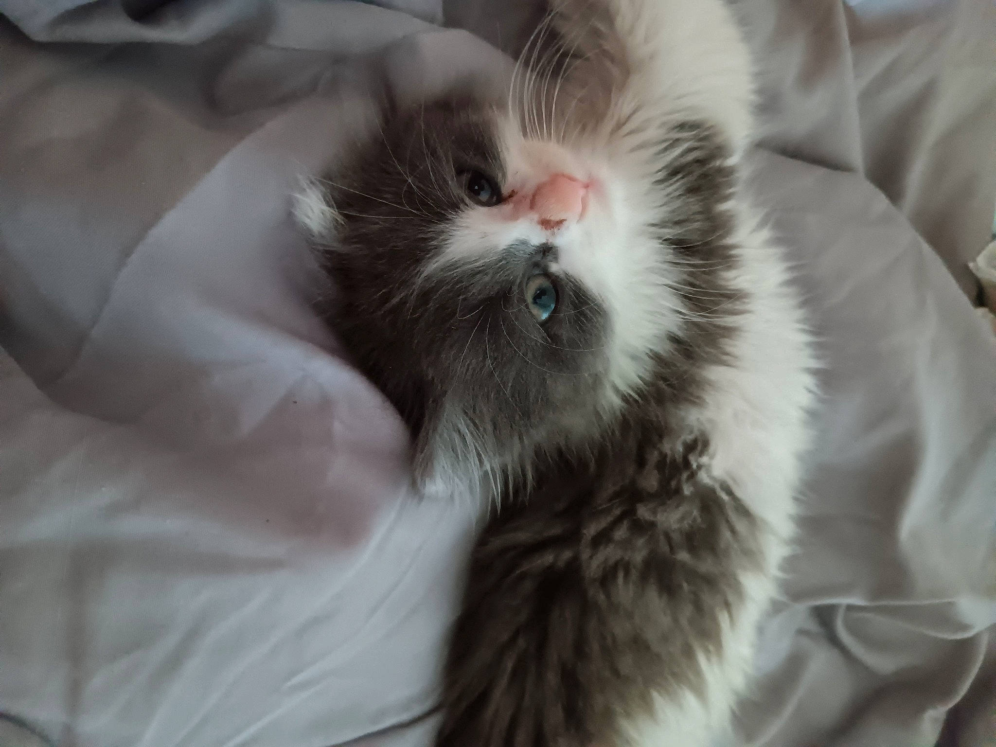 Grisette participe au concours pour gagner de l'argent avec cette photo : carnivore, cat, claw, comfort, domestic_short_haired_cat, eye, felidae, fur, nap, paw, sleep, small_to_medium_sized_cats, whiskers