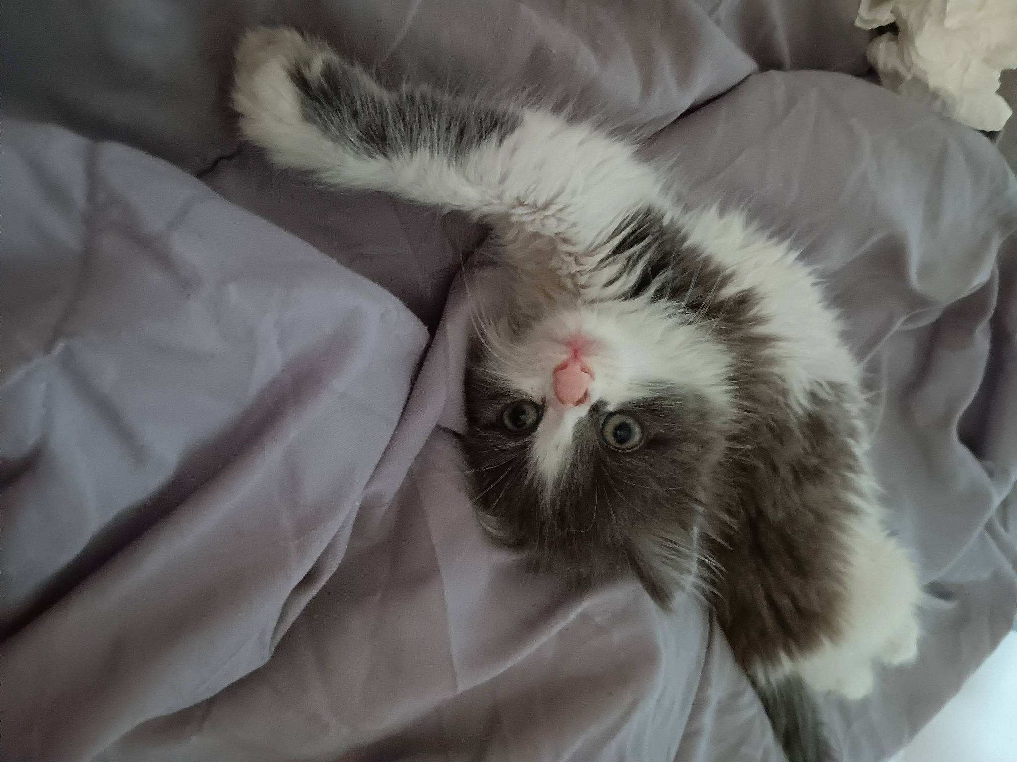 Grisette a rejoint le concours — aidez-le/la à gagner de superbes lots ! carnivore, cat, claw, comfort, domestic_short_haired_cat, felidae, fur, linens, nap, paw, small_to_medium_sized_cats, snout, tail, whiskers