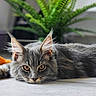 cat, gray_cat, animal, pet, lying_down, floor, plant, greenery, indoor, fur, whiskers, ears, eyes, close_up, portrait, relaxed, domestic, cute, feline, resting
