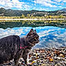 Luna a rejoint le concours — aidez-le/la à gagner de superbes lots ! cat, gray_cat, fluffy_cat, harness, lake, water, reflection, sky, clouds, mountains, rocks, pebbles, trees, nature, outdoor, animal, wildlife, landscape, scenic, daylight