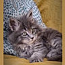 kitten, cat, gray_fur, fluffy, pet, animal, indoor, blanket, pillow, cute, young, fur, whiskers, relaxed, eyes, resting, cozy, domestic_cat, small, sleepy