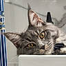 Luna a rejoint le concours — aidez-le/la à gagner de superbes lots ! cat, gray_tabby, yellow_eyes, indoor, resting, curious, white_surface, shelf, tile_wall, pet, feline, animal, closeup, portrait, looking, whiskers, ears, fur, relaxed, home