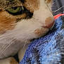 cat, close_up, green_eyes, fur, whiskers, nose, texture, blanket, blue, cozy, pet, animal, indoor, soft, focus, macro, calm, resting, curious, portrait