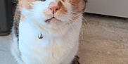 Chevelle joined the competition — help win amazing prizes! cat, calico_cat, pet, animal, indoor, floor, tile, collar, bell, curious, green_eyes, whiskers, tail, fur, sitting, looking, closeup, domestic_cat, cute, feline