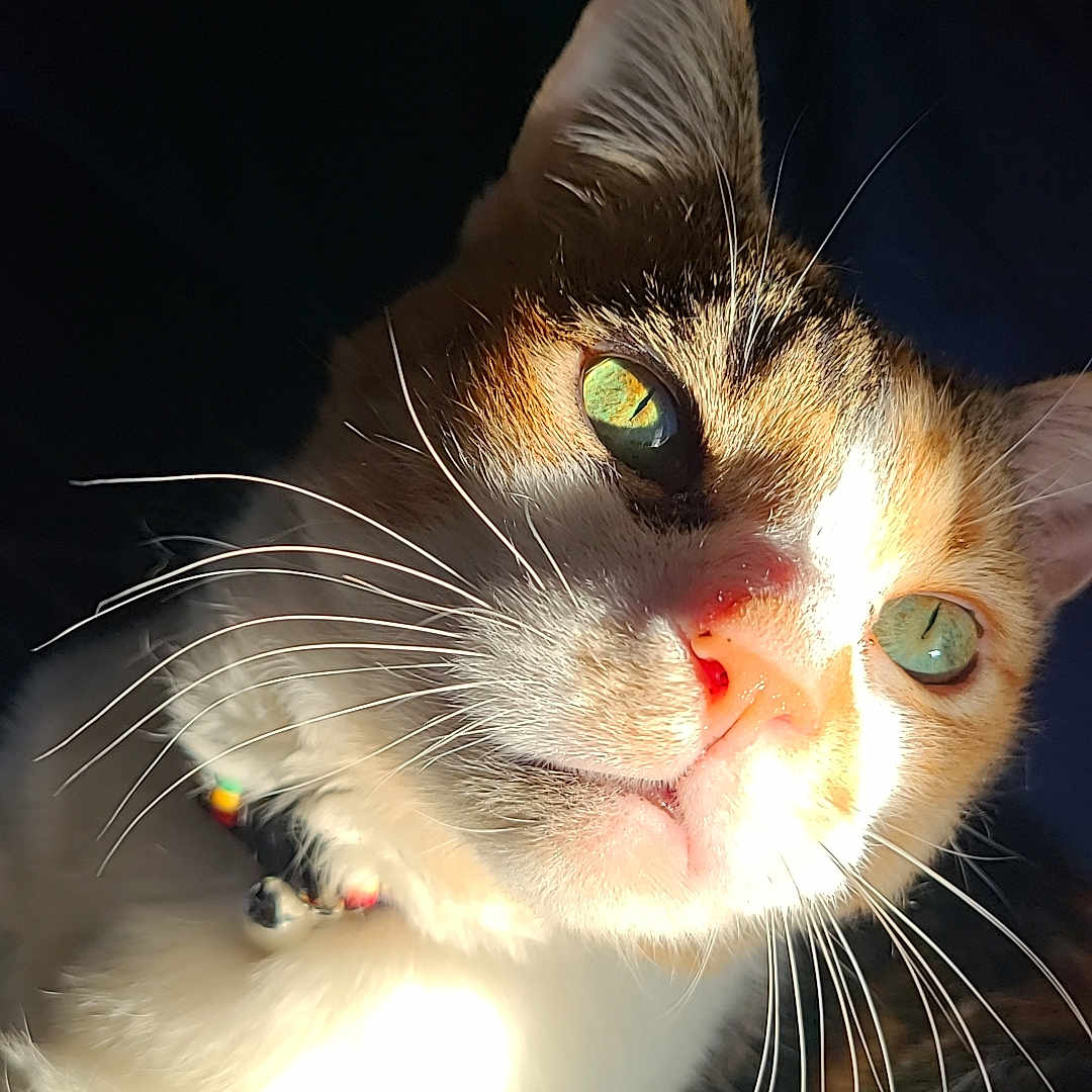 Chevelle joined the competition — help win amazing prizes! animal, cat, close_up, collar, curious, cute, domestic_cat, ears, face, feline, fur, green_eyes, indoor, mammal, nose, pet, portrait, relaxing, sunlight, whiskers