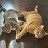 cat, cats, gray_tabby, orange_tabby, floor, wooden_floor, reflection, rainbow, pets, animals, indoor, relaxed, lying_down, paws, natural_light, sunlight, cozy, friendship, two_cats, domestic_cat