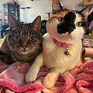 Ava And Max is registered to the contest to win money with this photo: animal, bell, blanket, calico_cat, cat, closeup, collar, companion, cozy, cute, domestic, feline, fur, green_eyes, indoor, pets, pink_blanket, resting, tabby_cat, whiskers