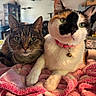 cat, calico_cat, tabby_cat, pets, indoor, blanket, pink_blanket, fur, whiskers, collar, bell, green_eyes, closeup, cozy, resting, domestic, cute, animal, companion, feline
