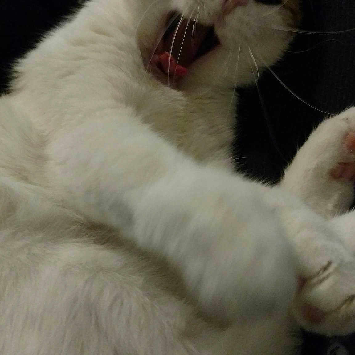 Kali