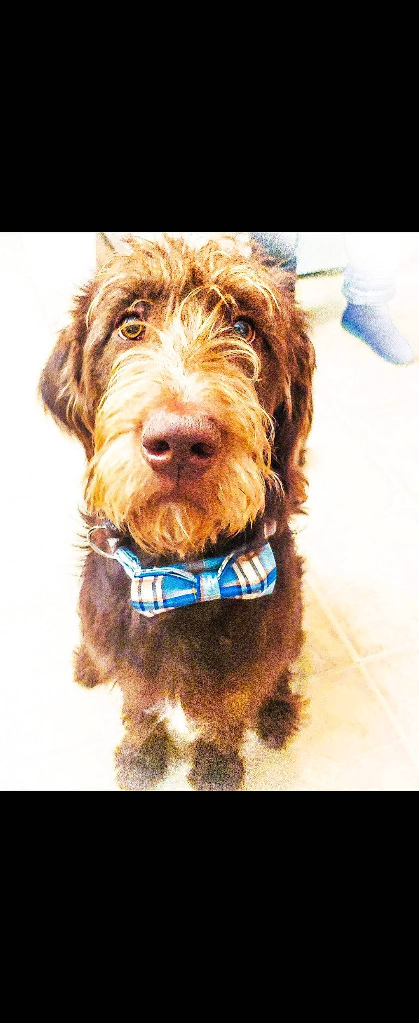 Sailor is registered to the contest to win money with this photo: canidae, carnivore, companion_dog, corn_on_the_cob, dog, dog_breed, dog_collar, dog_supply, fur, ingredient, liver, maltepoo, recipe, rectangle, snout, sporting_group, terrier, vegetable, water_dog, working_animal