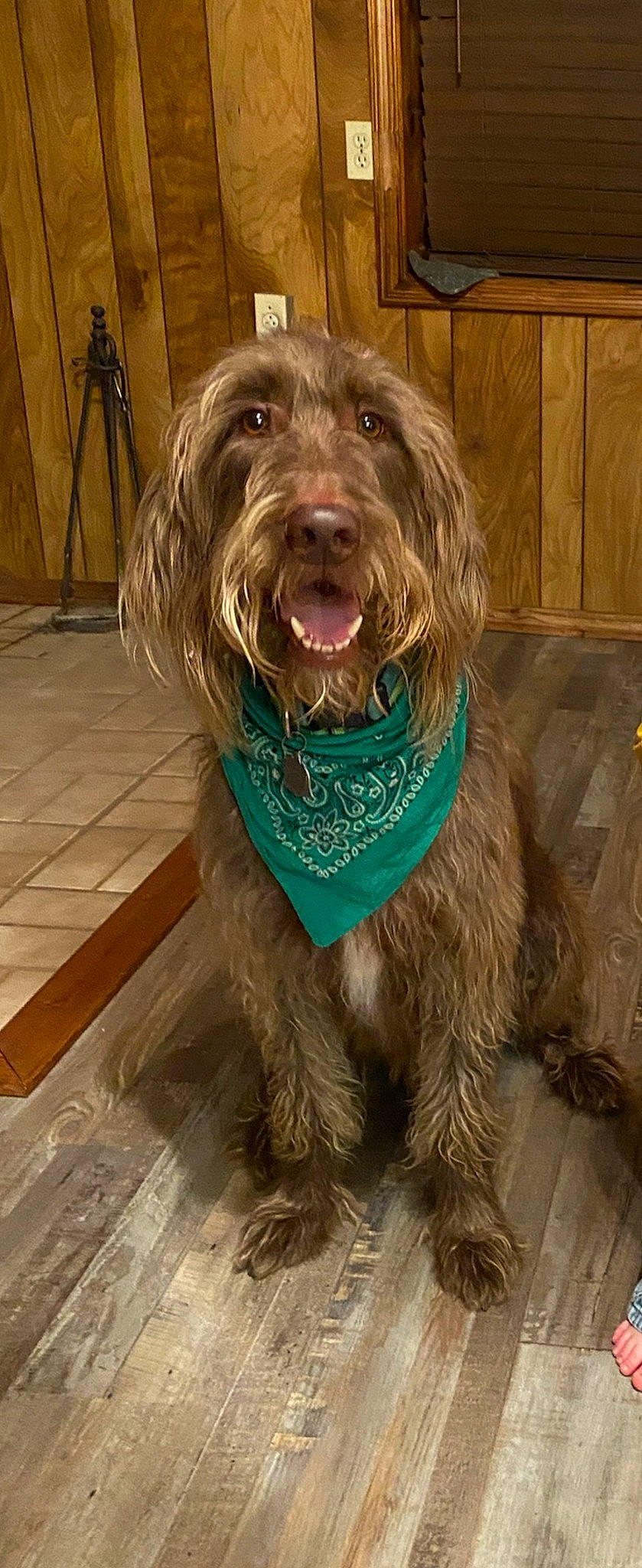 Sailor is registered to the contest to win money with this photo: canidae, carnivore, companion_dog, dog, dog_breed, fawn, fur, liver, pudelpointer, small_terrier, smile, snout, spaniel, sporting_group, terrier, tripod, water_dog, wood, working_animal, yawn