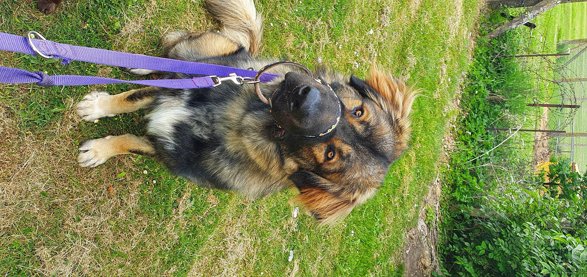 Dexter joined the competition — help win amazing prizes! _geese_and_swans, canidae, carnivore, companion_dog, dog, dog_breed, ducks, fawn, felidae, fur, grass, lawn, plant, snout, sporting_group, tail, terrestrial_animal, whiskers, wildlife, wood