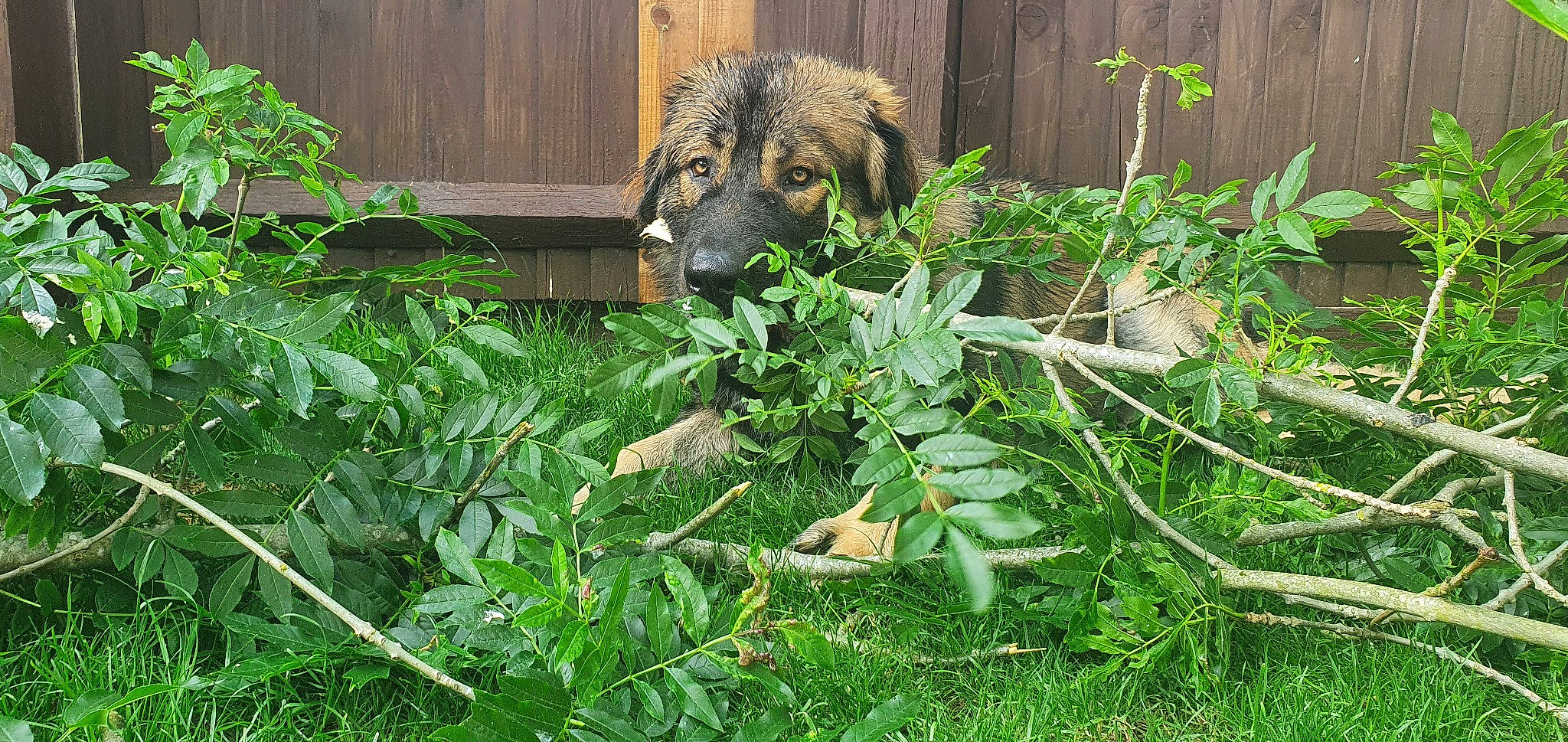 Dexter is registered to the contest to win money with this photo: annual_plant, canidae, carnivore, companion_dog, dog, dog_breed, fence, flowering_plant, garden, garden_hose, grass, groundcover, herb, herbaceous_plant, perennial_plant, plant, shrub, subshrub, terrestrial_animal, yard