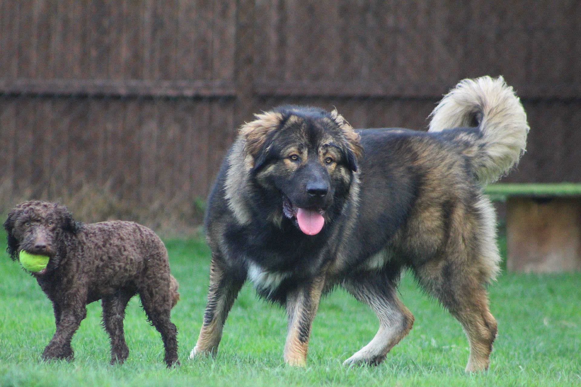 Dexter is registered to the contest to win money with this photo: ancient_dog_breeds, canidae, carnivore, caucasian_shepherd_dog, companion_dog, dog, dog_breed, grass, guard_dog, herding_dog, leonberger, snout, sporting_group, terrestrial_animal, terrier, water_dog, working_animal, working_dog