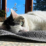 Roxy a rejoint le concours — aidez-le/la à gagner de superbes lots ! cat, indoor, sunlight, window, towel, green_eye, white_fur, gray_fur, close_up, relaxing, pet, animal, floor, plants, blue_sky, daylight, cozy, resting, soft_texture, quiet