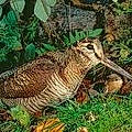 Sylvie C.