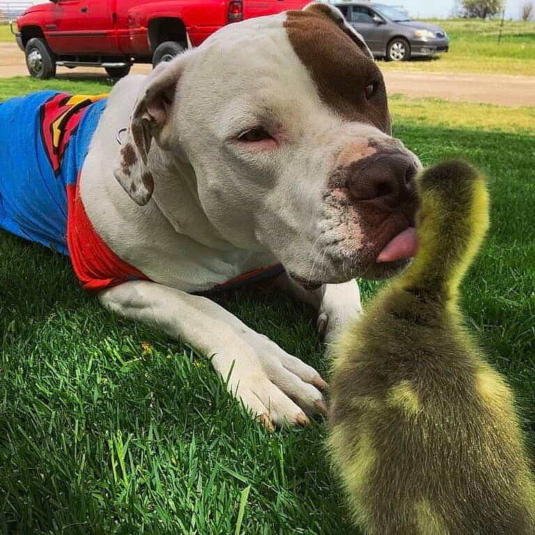 Zeus joined the competition — help win amazing prizes! canidae, car, carnivore, collar, companion_dog, dog, dog_breed, dog_collar, fawn, grass, leash, mammal, snout, sporting_group, tire, vehicle, vertebrate, wheel, working_animal, working_dog