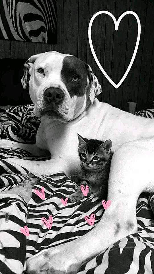 Zeus is registered to the contest to win money with this photo: black, black_and_white, carnivore, cat, comfort, companion_dog, dog, dog_breed, domestic_short_haired_cat, fawn, felidae, grey, monochrome, monochrome_photography, small_to_medium_sized_cats, snout, style, toy_dog, whiskers, white