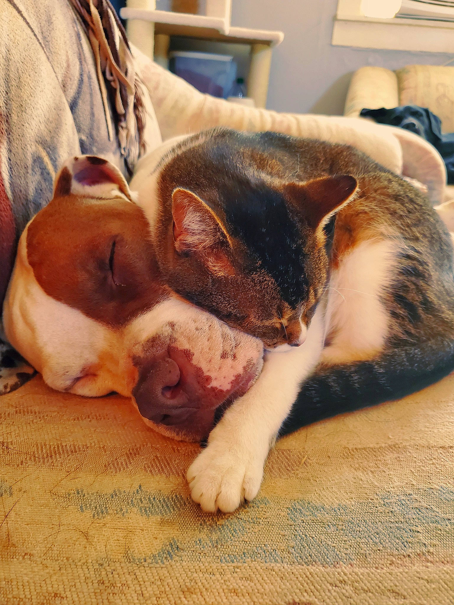 Zeus is registered to the contest to win money with this photo: carnivore, cat, claw, comfort, companion_dog, couch, dog_breed, domestic_short_haired_cat, ear, fawn, felidae, fur, human_leg, leg, nap, paw, small_to_medium_sized_cats, snout, whiskers, wood