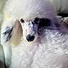 Lulu Ann joined the competition — help win amazing prizes! animal, black_spots, canine, closeup, couch, curly_fur, cute, dog, ears, face, fluffy, fur, indoors, mammal, nose, pet, poodle, portrait, relaxed, white