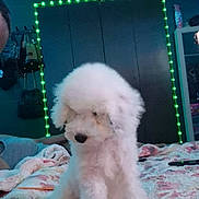 Lulu Ann is registered to the contest to win money with this photo: dog, white_dog, fluffy, bedroom, bed, quilt, floral_pattern, led_lights, green_lights, blue_lights, closet, wall, indoor, pet, cute, sitting, fur, cozy, home, decor