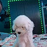 dog, white_dog, fluffy, bedroom, bed, quilt, floral_pattern, led_lights, green_lights, blue_lights, closet, wall, indoor, pet, cute, sitting, fur, cozy, home, decor