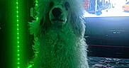 Lulu Ann is registered to the contest to win money with this photo: animal, bed, blanket, cabin, cozy, curtains, decor, dog, fluffy, furniture, green_lighting, indoor, led_lights, pet, poodle, portrait, room, snow, television, winter_scene