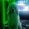 animal, bed, blanket, cabin, cozy, curtains, decor, dog, fluffy, furniture, green_lighting, indoor, led_lights, pet, poodle, portrait, room, snow, television, winter_scene