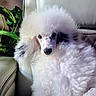Lulu Ann joined the competition — help win amazing prizes! animal, black_spots, chair, companion, cozy, cute, dog, domestic, fluffy, fur, furry, greenery, indoor, leather, pet, plant, poodle, portrait, relaxed, white