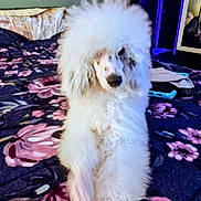 Lulu Ann is registered to the contest to win money with this photo: animal, bed, bedspread, carpet, curious, dog, floral_pattern, fluffy, fur, furniture, household_items, indoor, mirror, paw, pet, poodle, portrait, room, sitting, white