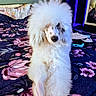 animal, bed, bedspread, carpet, curious, dog, floral_pattern, fluffy, fur, furniture, household_items, indoor, mirror, paw, pet, poodle, portrait, room, sitting, white