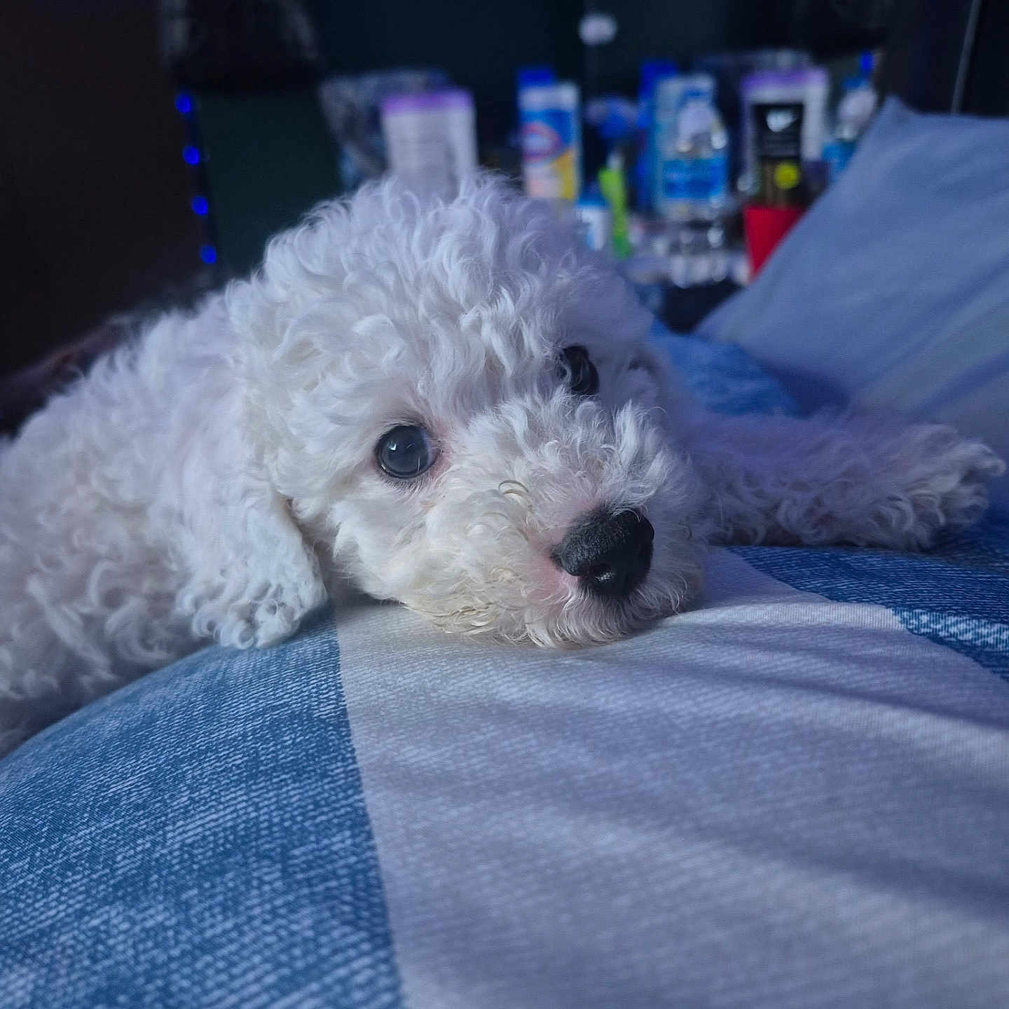 Lulu