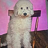 dog, puppy, white_dog, fluffy, curly_fur, chair, wooden_chair, portrait, studio, pink_background, blue_background, floor, pet, animal, sitting, cute, indoors, fur, young, expression