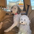 Lisa L.