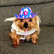 Zion Precious is registered to the contest to win money with this photo: dog, pet, cowboy_hat, costume, small_dog, cute, animal, fur, indoors, couch, seated, brown_fur, clothing, portrait, face, hat, domestic_animal, looking_at_camera, accessory, funny