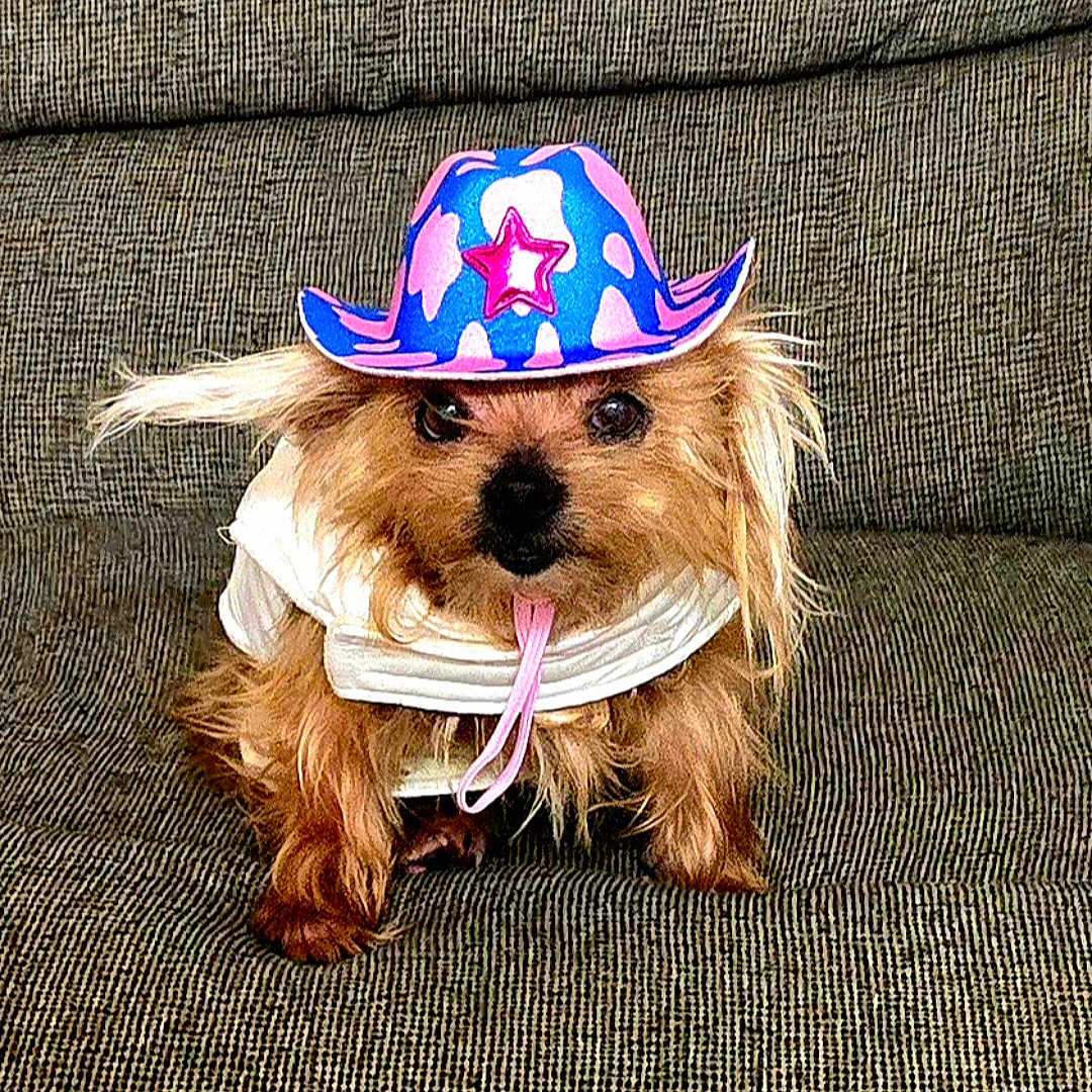 Zion Precious is registered to the contest to win money with this photo: accessory, animal, brown_fur, clothing, costume, couch, cowboy_hat, cute, dog, domestic_animal, face, funny, fur, hat, indoors, looking_at_camera, pet, portrait, seated, small_dog