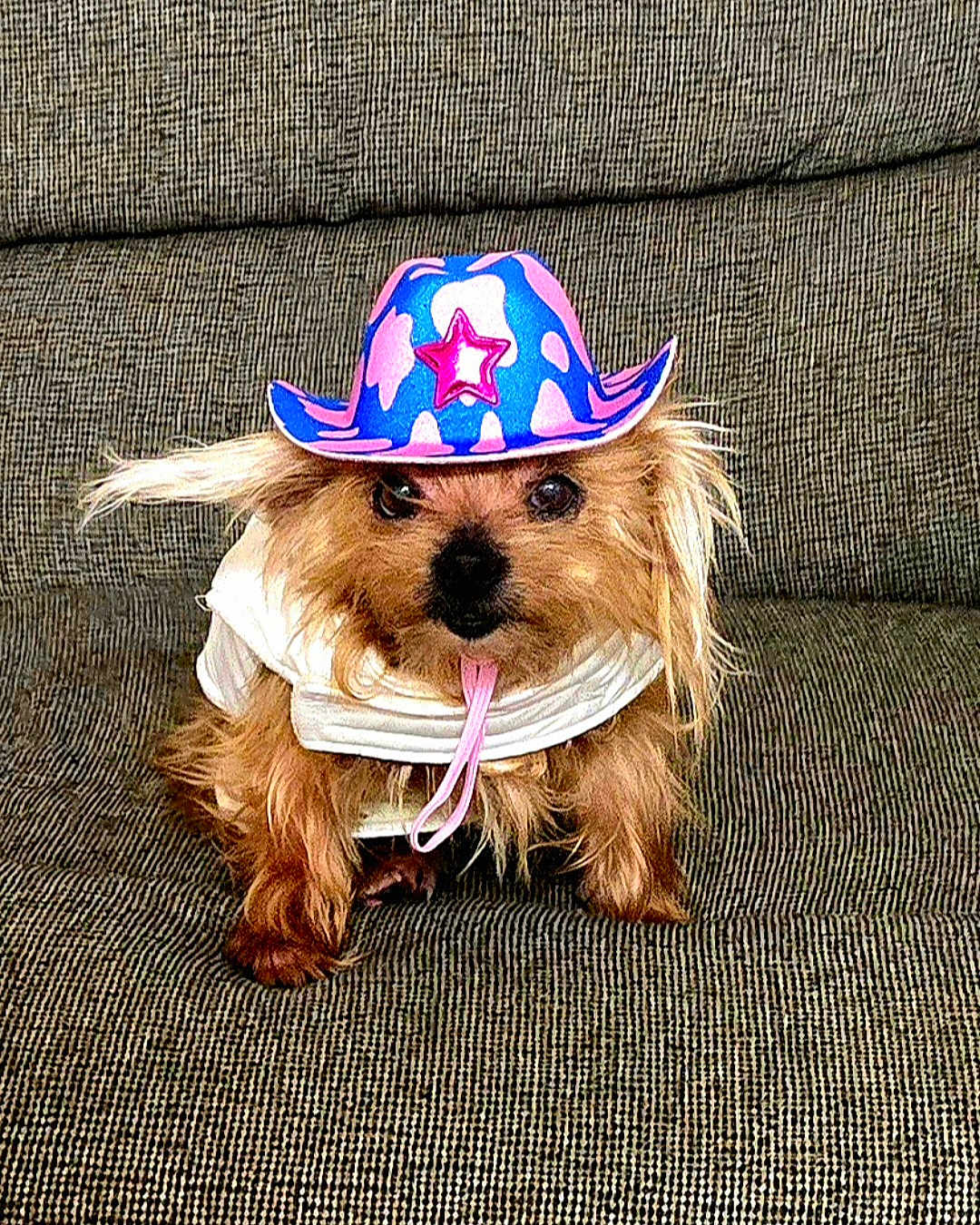 Zion Precious is registered to the contest to win money with this photo: dog, pet, cowboy_hat, costume, small_dog, cute, animal, fur, indoors, couch, seated, brown_fur, clothing, portrait, face, hat, domestic_animal, looking_at_camera, accessory, funny