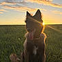Vanda a rejoint le concours — aidez-le/la à gagner de superbes lots ! dog, sunset, grass, field, outdoor, animal, pet, nature, silhouette, tongue, sunlight, sky, clouds, happy, canine, collar, sitting, flare, evening, backlight